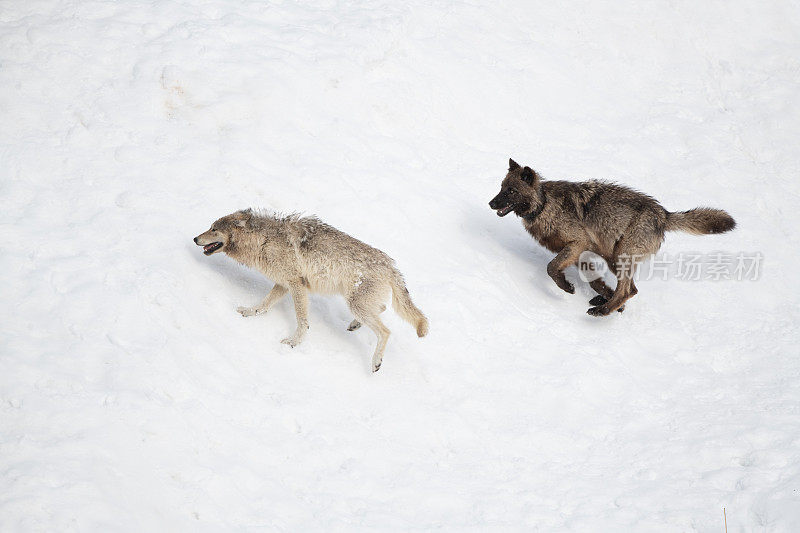 黄石公园的两只狼在玩耍/打架